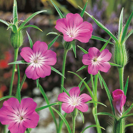 Wildflower Corncockle