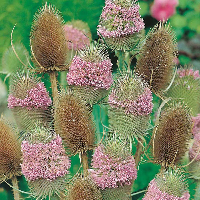 Wildflowers Teasel