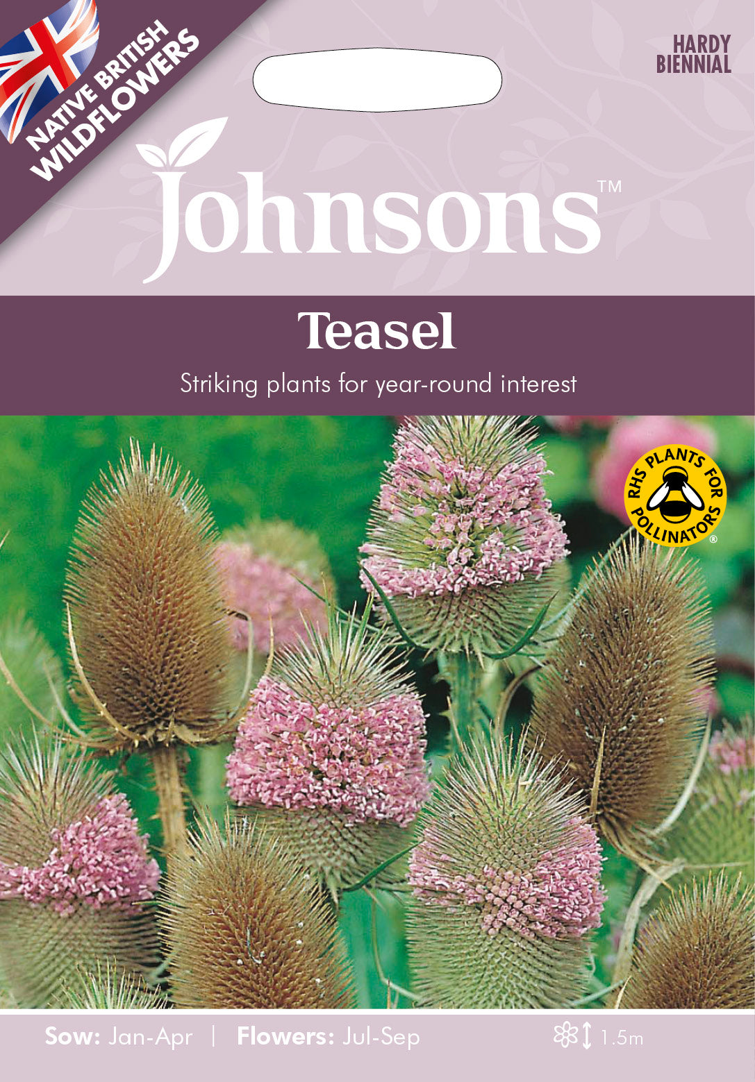 Wildflowers Teasel