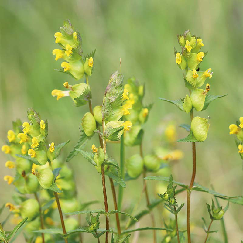 Wildflowers Yellow Rattle