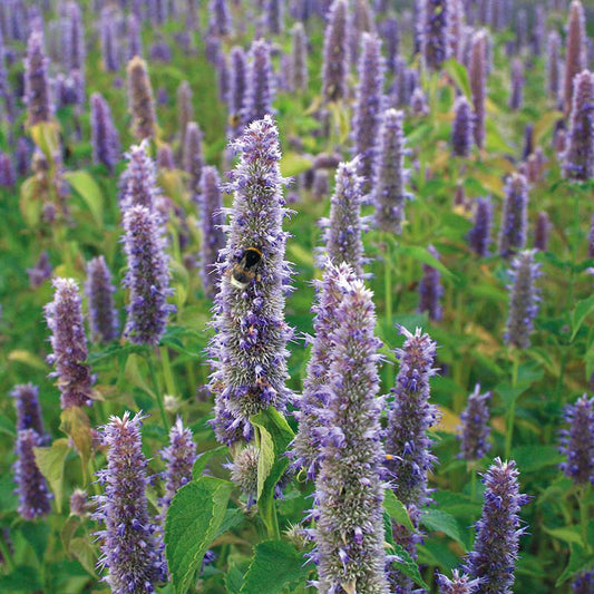 Organic AGASTACHE (Anise Hyssop)