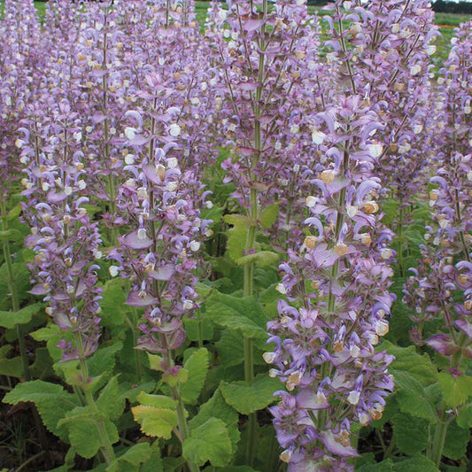 Organic CLARY SAGE (Biennial)