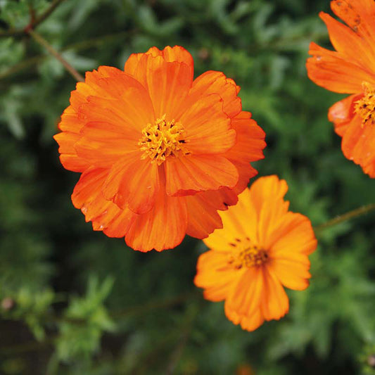 Organic COSMOS Sulphur Orange