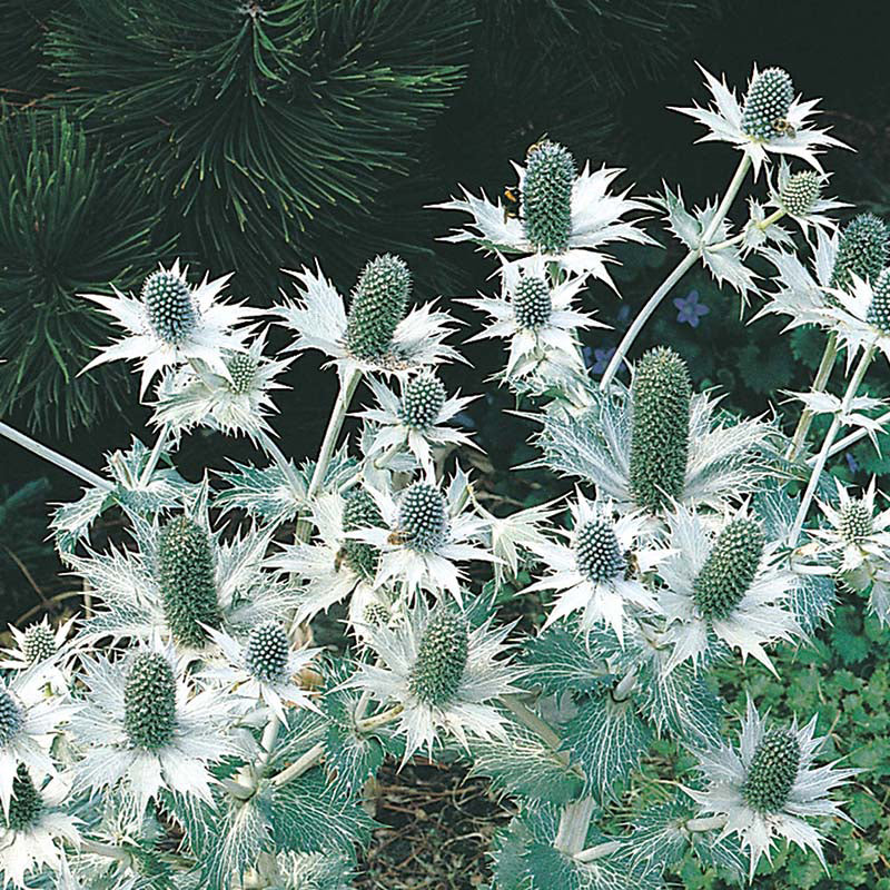 ERYNGIUM Miss Willmotts Ghost