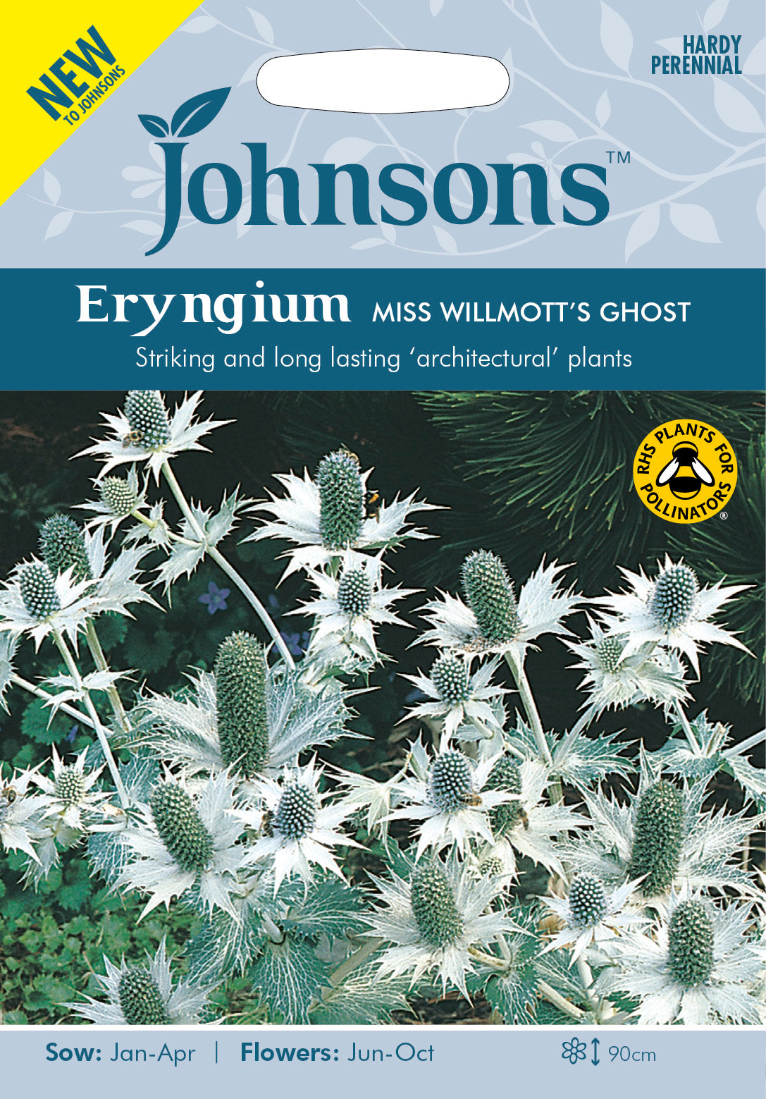 ERYNGIUM Miss Willmotts Ghost