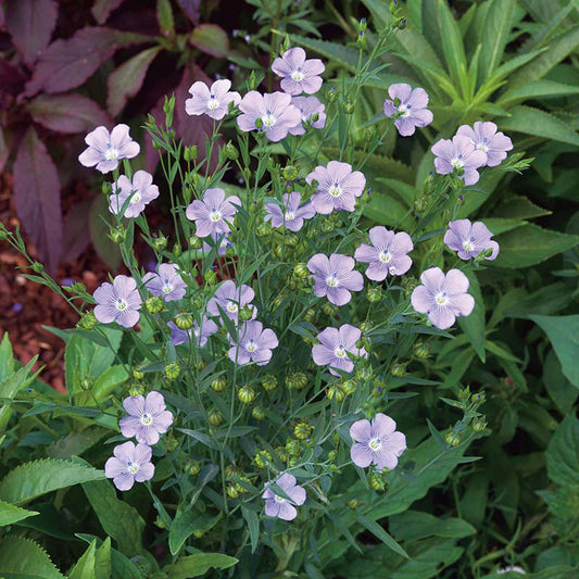 Organic FLAX Blue Linum