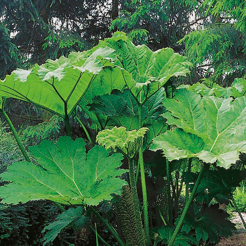 GUNNERA manicata