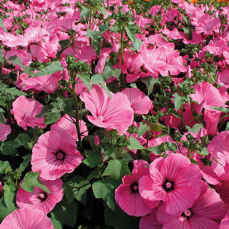 Organic LAVATERA Pink Mallow – Azure Garden Centre