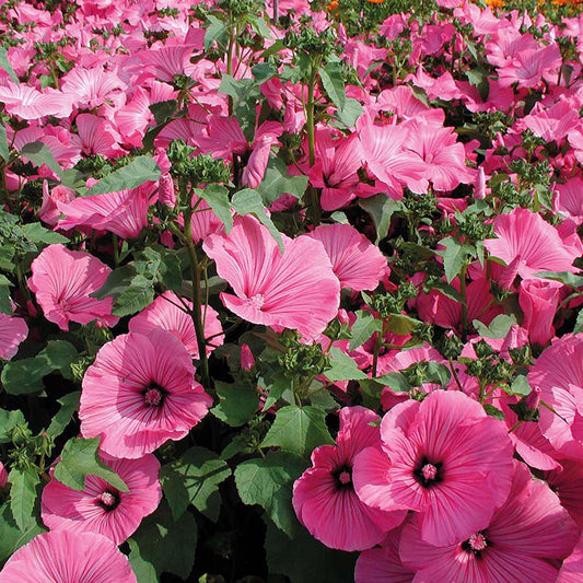 Organic LAVATERA Pink Mallow