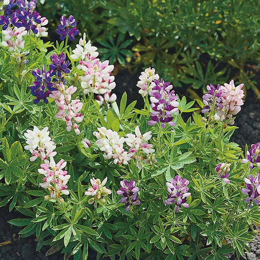 Organic LUPIN Annual Dwarf Mixed