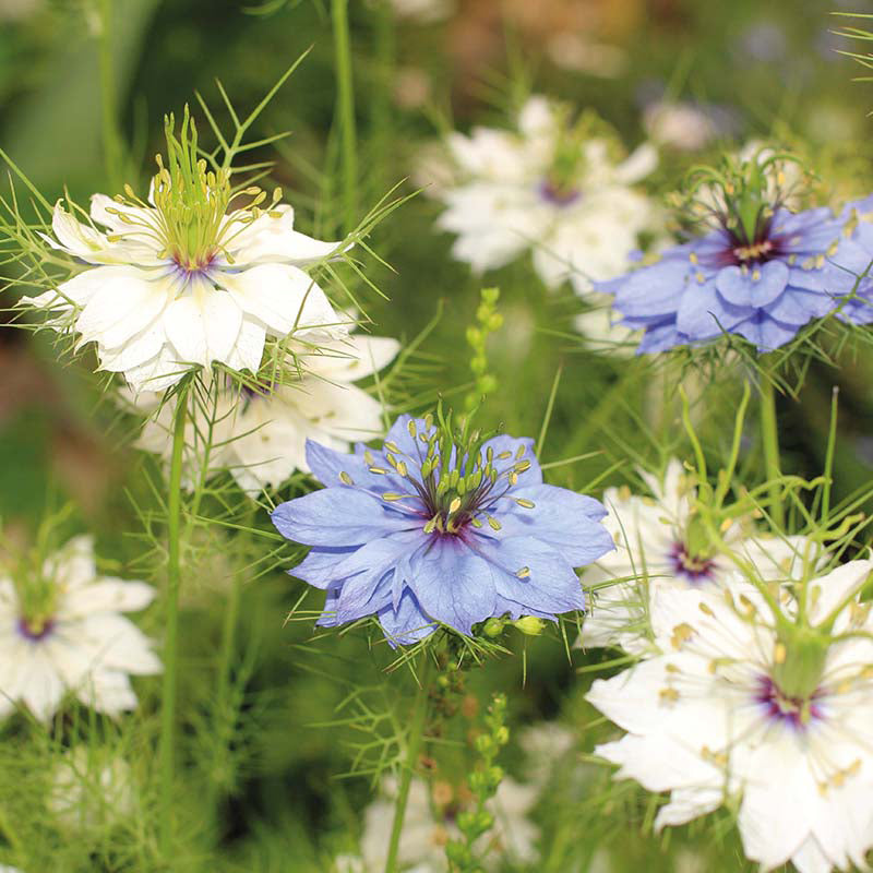 Organic NIGELLA Love in a Mist