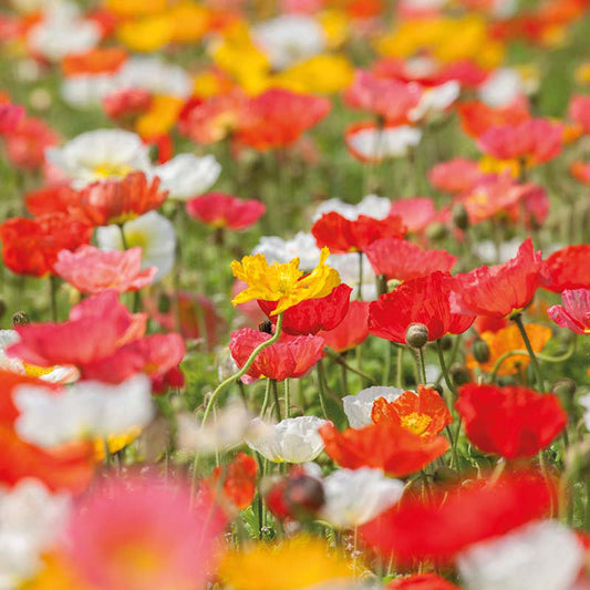 Organic POPPY Field Poppy Mixed