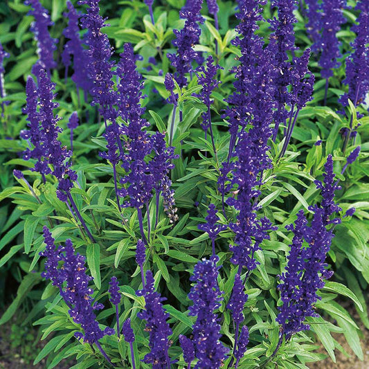 SALVIA Blue Victoria