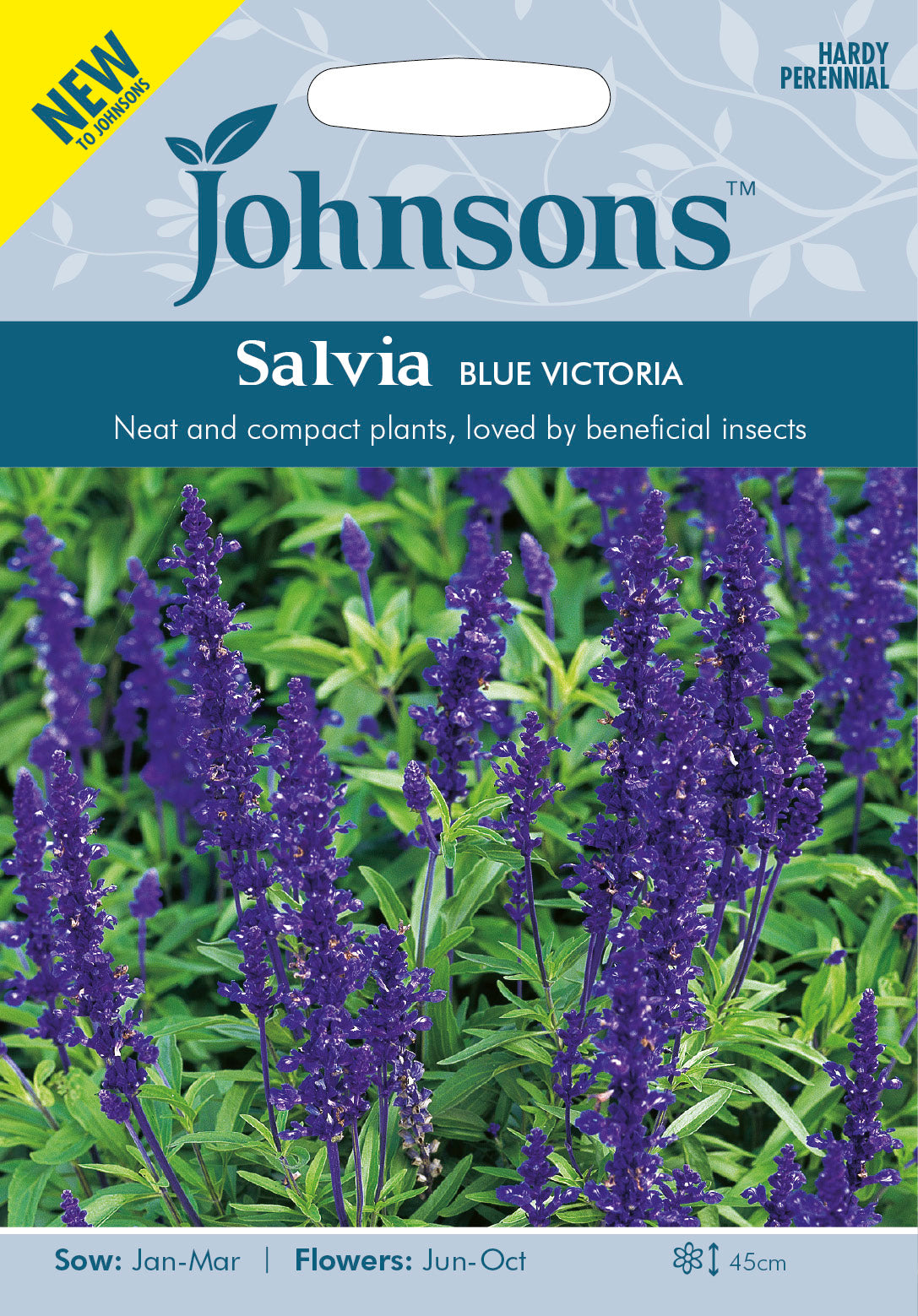 SALVIA Blue Victoria