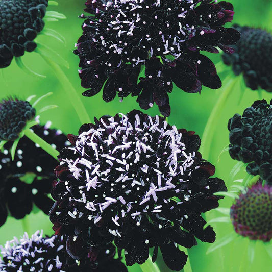 SCABIOUS Black Knight