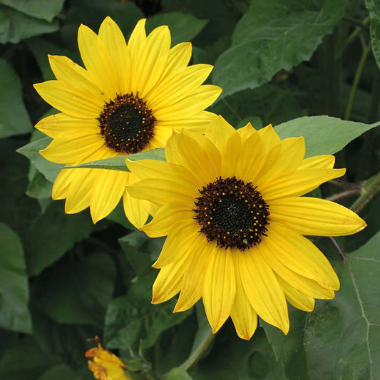 Organic SUNFLOWER Yellow Shades