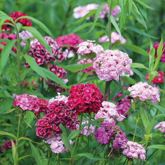 Organic SWEET WILLIAM Cottage Mixed