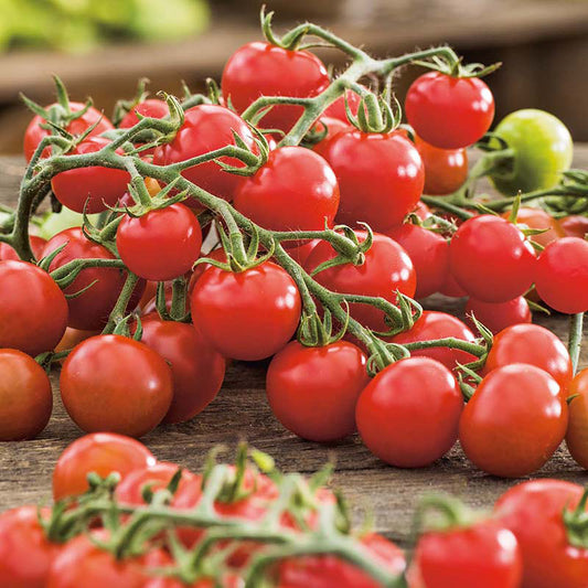 Organic TOMATO Cerise