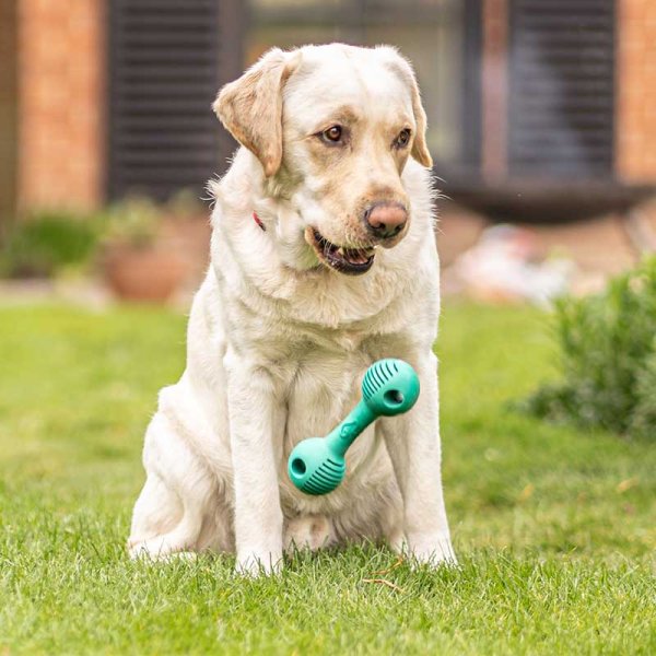 Rubber Dental Dumbbell