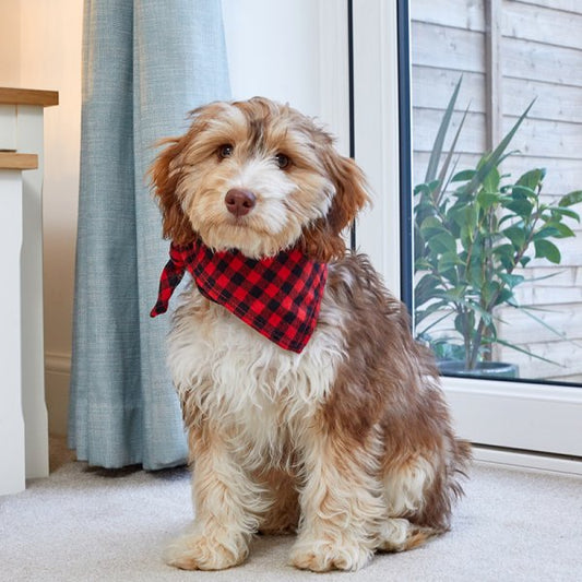 Red Check Beau Bandana L/Xl