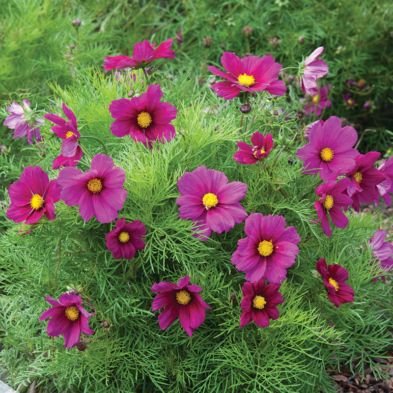 COSMOS Candyfloss Red Azure Garden Centre COSMOS Candyfloss Red Azure Garden Centre