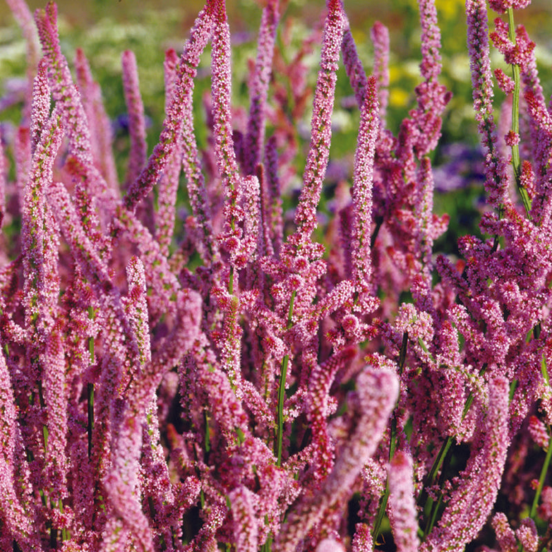 LIMONIUM Pink Pokers