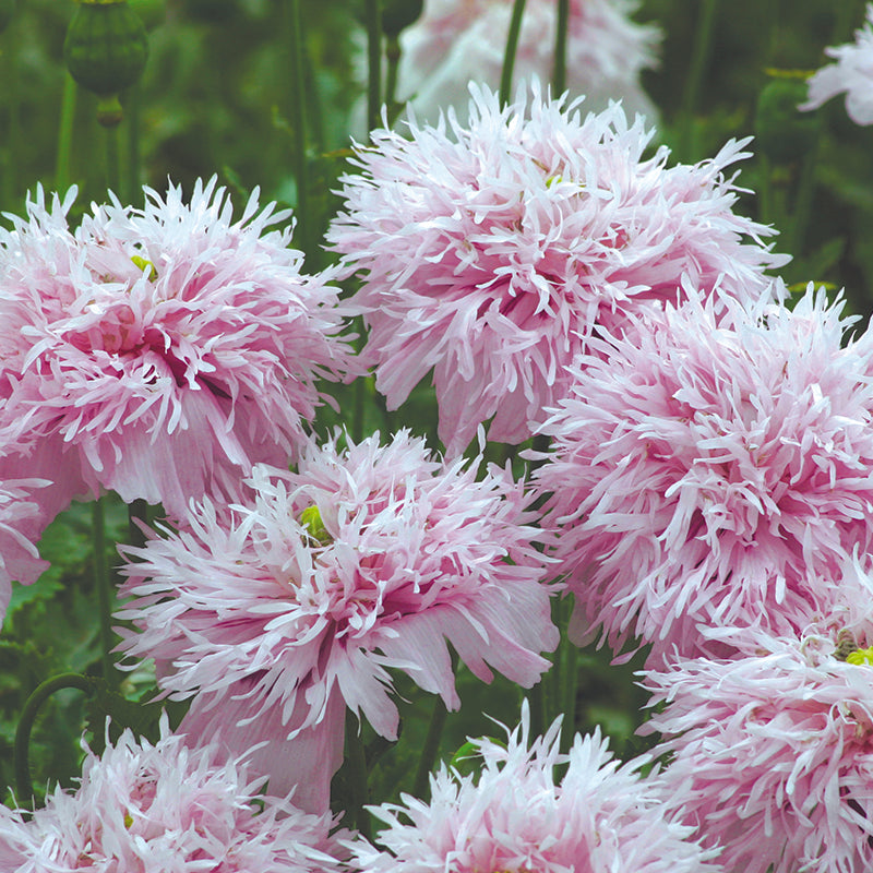 POPPY Paeony Lilac Pompom