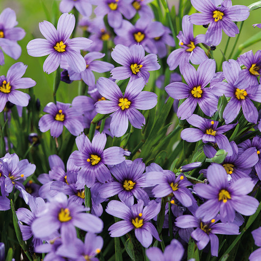 SISYRINCHIUM Moody Blues