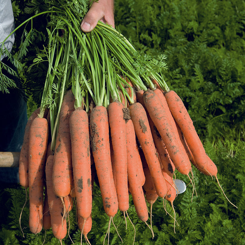 CARROT Nerac F1