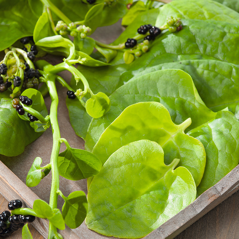 SPINACH (Climbing) Malabar Spinach