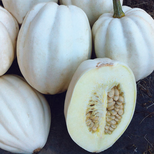 SQUASH Mashed Potato