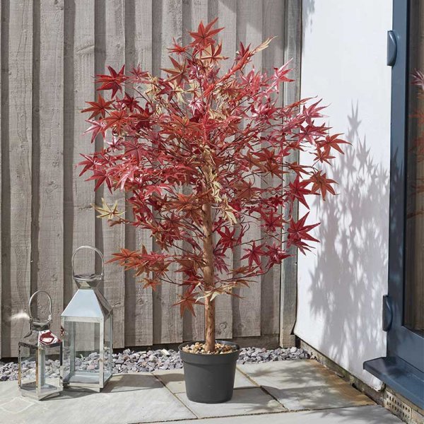 Red Acer 120Cm