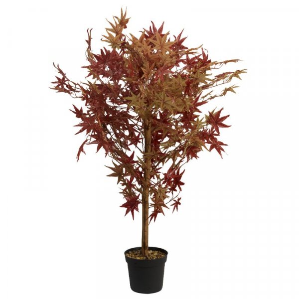 Red Acer 120Cm