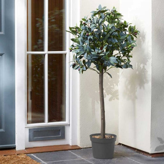 Olive Tree 120Cm