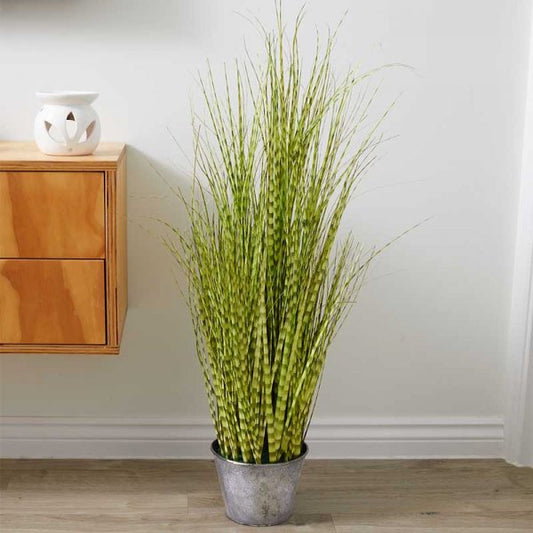 Zebra Grass 90Cm