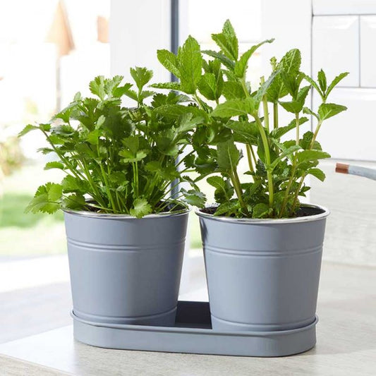 1 Litre Herb Pots 2 Pk