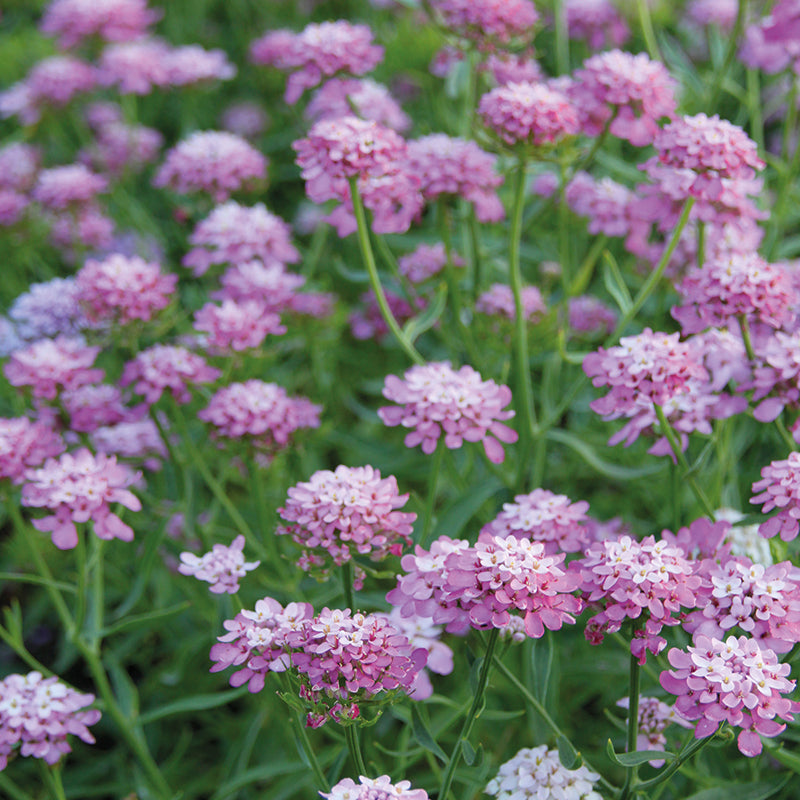 CANDYTUFT Pink – Azure Garden Centre