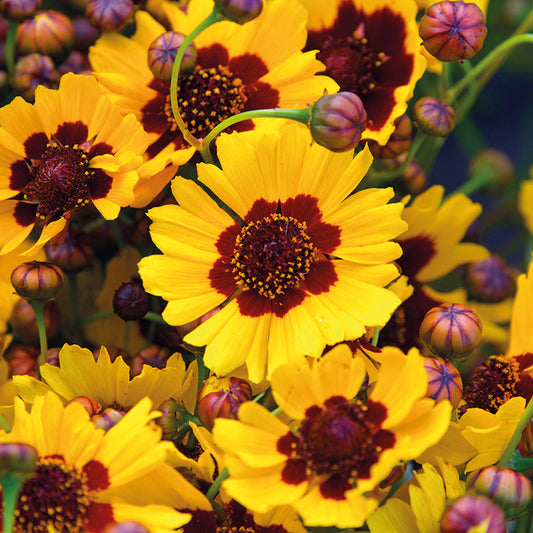 Organic COREOPSIS tinctoria