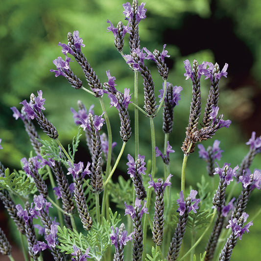 Organic LAVENDER multifida Oregano