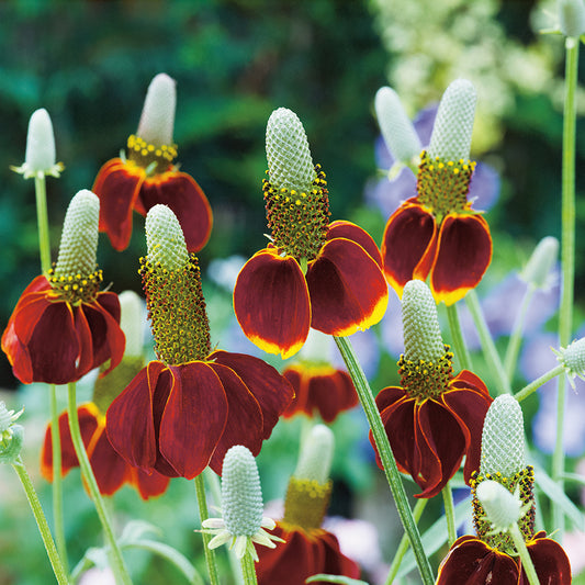 RATIBIDA (Mexican Hat)