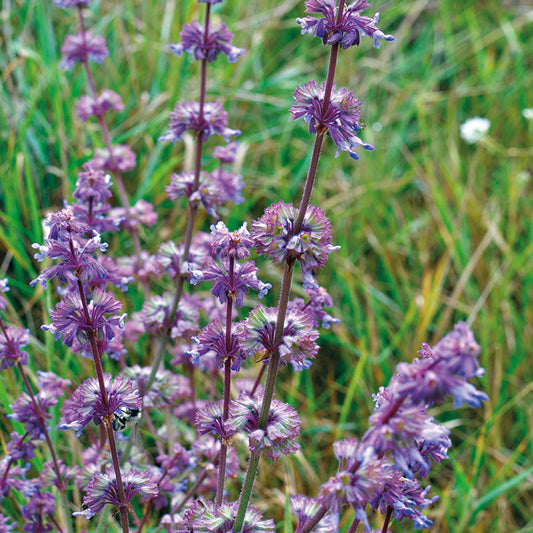 SALVIA verticillata