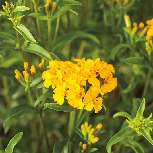 Organic TAGETES lucida