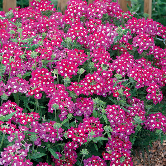 VERBENA Scentsation Red