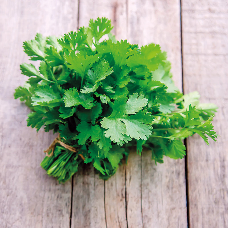 CORIANDER Filtro