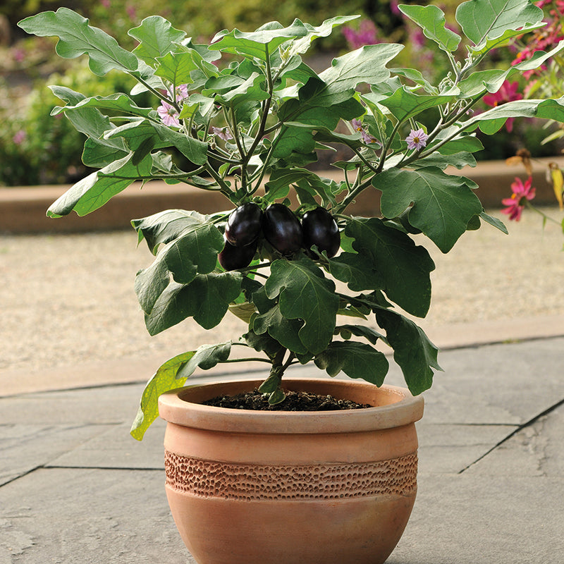 AUBERGINE Patio Baby F1