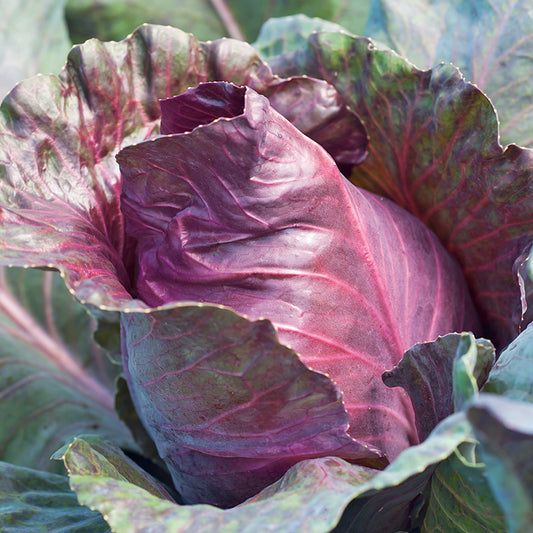 CABBAGE (Red) Kalibos