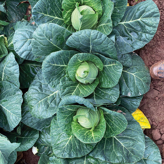 CABBAGE Marquis F1