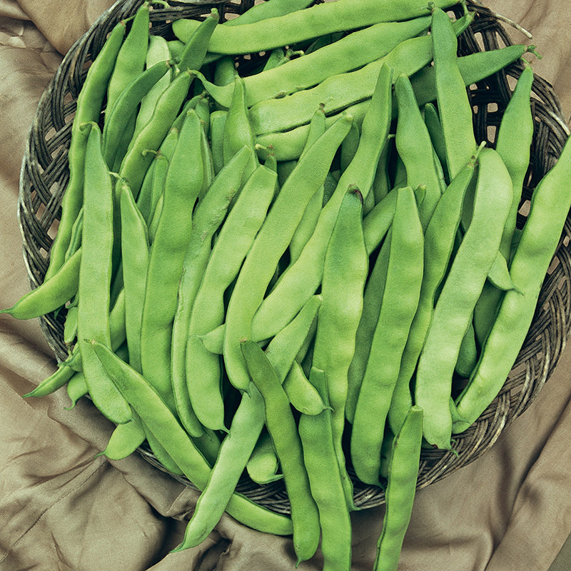 DWARF FRENCH BEAN Atlanta