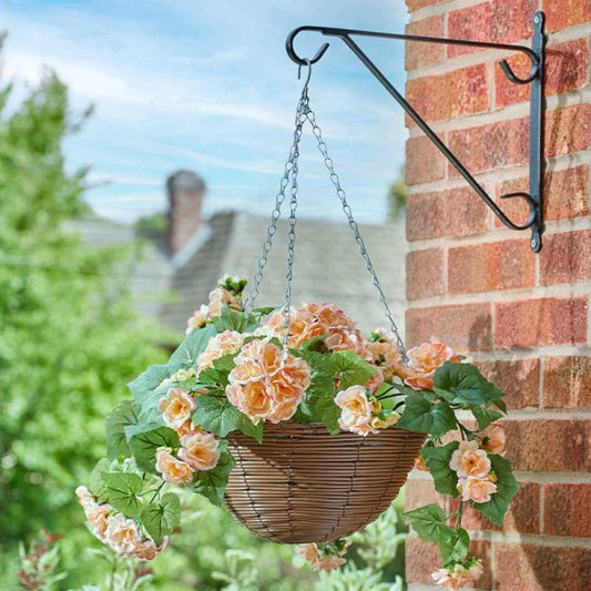 Begonia Blooms Hanging Basket 30Cm