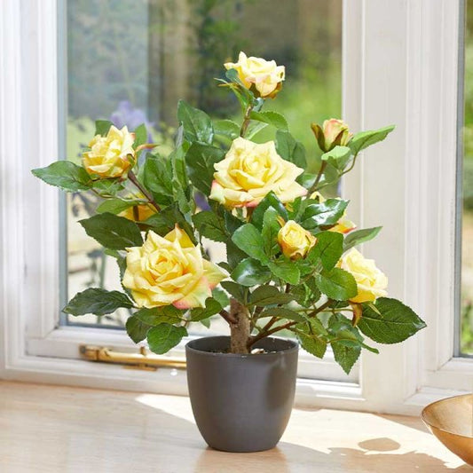 Regent'S Roses Sunshine Yellow 40Cm